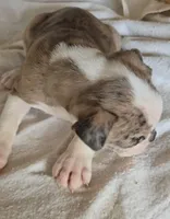 Merle Pup#2, a male Boston Terrier for sale in Newberry, IN – Photo 5 of 9