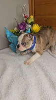Merle with blue eyes/includes shipping, a male Boston Terrier for sale in Newberry, IN – Photo 4 of 5