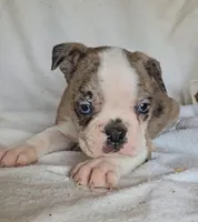 Merle Pup#2, a male Boston Terrier for sale in Newberry, IN – Photo 3 of 9