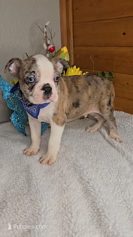 Merle with blue eyes/includes shipping – Boston Terrier puppy for sale in Newberry, IN