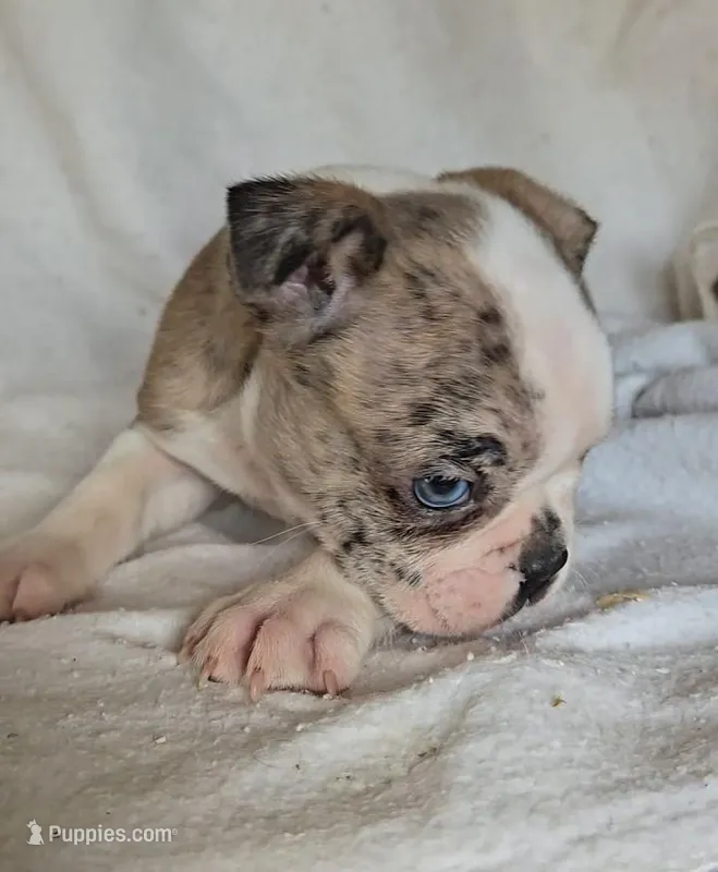 Merle Pup#2 – Boston Terrier puppy for sale in Newberry, IN