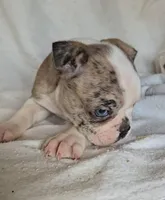Merle Pup#2, a male Boston Terrier for sale in Newberry, IN – Photo 1 of 9