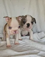 Merle Pup#2, a male Boston Terrier for sale in Newberry, IN – Photo 4 of 9