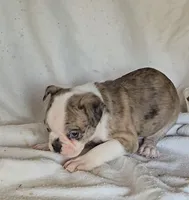 Merle Pup#2, a male Boston Terrier for sale in Newberry, IN – Photo 6 of 9