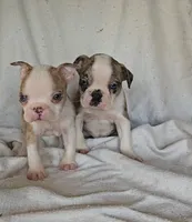 Merle Pup#2, a male Boston Terrier for sale in Newberry, IN – Photo 9 of 9