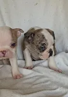 Merle Pup#2, a male Boston Terrier for sale in Newberry, IN – Photo 7 of 9