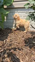 Piper, a female Poodle - Toy  for sale in Newberry, IN – 7 of 7
