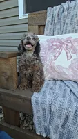Presley, a male Poodle - Miniature  for sale in Newberry, IN – 2 of 3