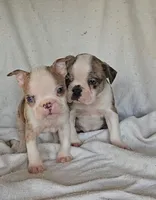 Merle Pup#1, a male Boston Terrier for sale in Newberry, IN – Photo 9 of 9