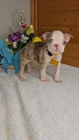 Blue Eyed Chocolate Merle/includes shipping, a male Boston Terrier for sale in Newberry, IN – Photo 9 of 10