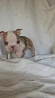 Merle Pup#1, a male Boston Terrier for sale in Newberry, IN – Photo 3 of 9