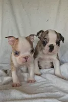 Merle Pup#1, a male Boston Terrier for sale in Newberry, IN – Photo 8 of 9