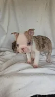 Merle Pup#1, a male Boston Terrier for sale in Newberry, IN – Photo 2 of 9