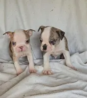 Merle Pup#1, a male Boston Terrier for sale in Newberry, IN – Photo 7 of 9