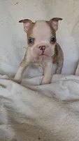 Merle Pup#1, a male Boston Terrier for sale in Newberry, IN – Photo 6 of 9