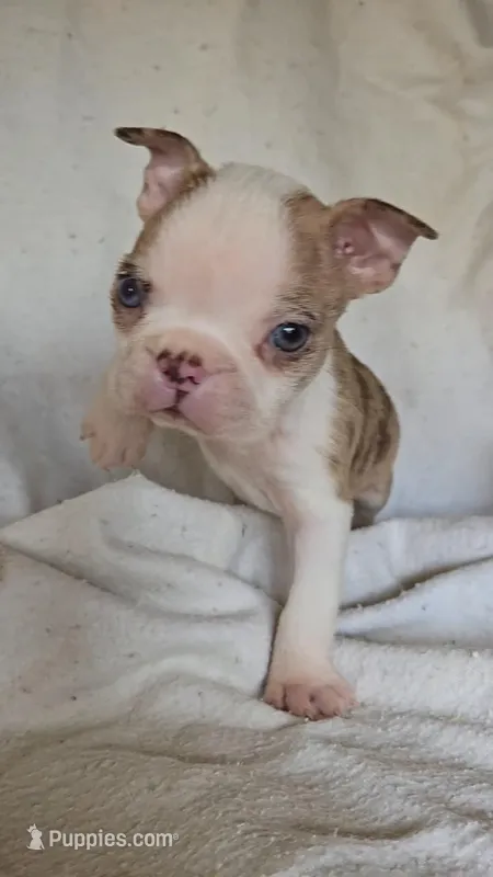 Merle Pup#1 – Boston Terrier puppy for sale in Newberry, IN