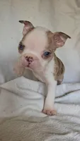 Merle Pup#1, a male Boston Terrier for sale in Newberry, IN – Photo 1 of 9