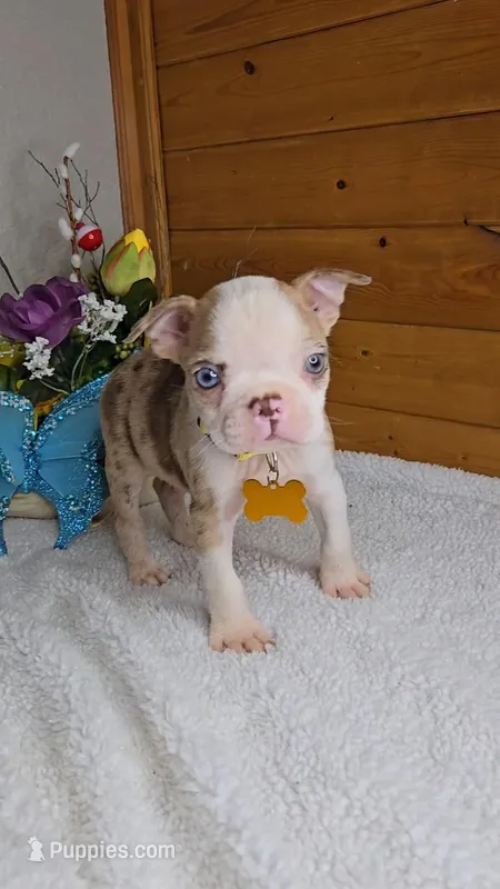 Blue Eyed Chocolate Merle/includes shipping – Boston Terrier puppy for sale in Newberry, IN