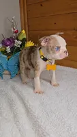 Blue Eyed Chocolate Merle/includes shipping, a male Boston Terrier for sale in Newberry, IN – Photo 6 of 10
