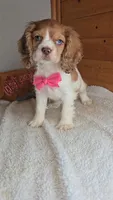Cassie's 3rd girl, a female Cocker Spaniel for sale in Newberry, IN – 6 of 9