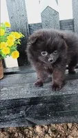Black Pom # 1, a female Pomeranian for sale in Newberry, IN – 2 of 3