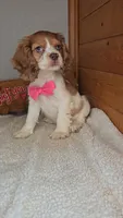 Cassie's 3rd girl, a female Cocker Spaniel for sale in Newberry, IN – 3 of 9