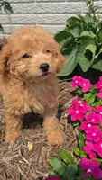Princess, a female Poodle - Toy  for sale in Newberry, IN – 2 of 5