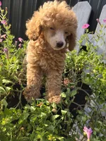 Piper, a female Poodle - Miniature  for sale in Newberry, IN – 6 of 7