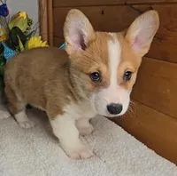Katie's Boy, a male Pembroke Welsh Corgi for sale in Newberry, IN – 1 of 4