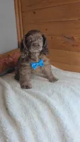 Cassie's 2nd boy, a male Cocker Spaniel for sale in Newberry, IN – 3 of 7