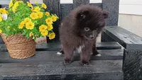 Black Pom # 2, a female Pomeranian for sale in Newberry, IN – 2 of 3