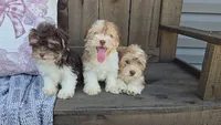 Haily/reduced, a female Havanese for sale in Newberry, IN – 1 of 4