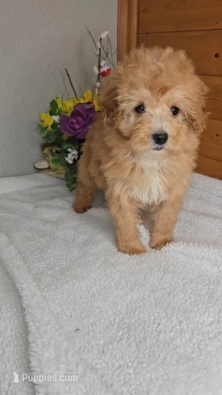 Bambi / Toy size – Miniature Goldendoodle puppy for sale in Newberry, IN