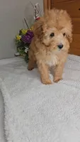 Bambi / Toy size, a male Miniature Goldendoodle for sale in Newberry, IN – Photo 3 of 4