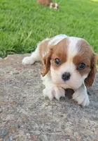 Sally, a female Cavalier King Charles Spaniel for sale in Newberry, IN – 2 of 5