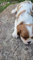 Sally, a female Cavalier King Charles Spaniel for sale in Newberry, IN – 3 of 5