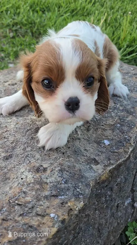 Sally – Cavalier King Charles Spaniel puppy for sale in Newberry, IN