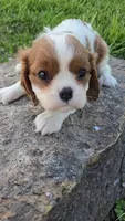 Sally, a female Cavalier King Charles Spaniel for sale in Newberry, IN – 1 of 5