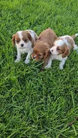 Sally, a female Cavalier King Charles Spaniel for sale in Newberry, IN – 4 of 5