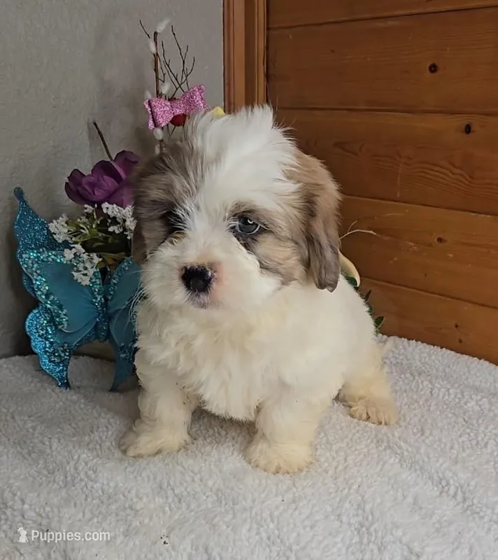 Rowan – Peekapoo puppy for sale in Newberry, IN