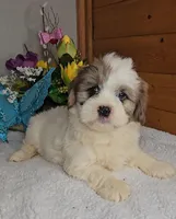 Rowan, a male Peekapoo for sale in Newberry, IN – Photo 6 of 6