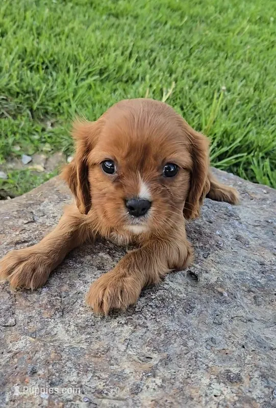 Solo – Cavalier King Charles Spaniel puppy for sale in Newberry, IN