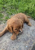 Solo, a male Cavalier King Charles Spaniel for sale in Newberry, IN – 3 of 5