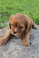 Solo, a male Cavalier King Charles Spaniel for sale in Newberry, IN – 2 of 5