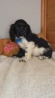 Cassie's 1st. boy, a male Cocker Spaniel for sale in Newberry, IN – 7 of 7