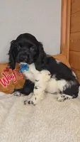 Cassie's 1st. boy, a male Cocker Spaniel for sale in Newberry, IN – 1 of 7