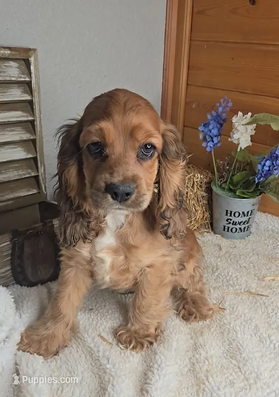Toby – Cocker Spaniel puppy for sale in Newberry, IN