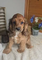 Toby, a male Cocker Spaniel for sale in Newberry, IN – 1 of 7