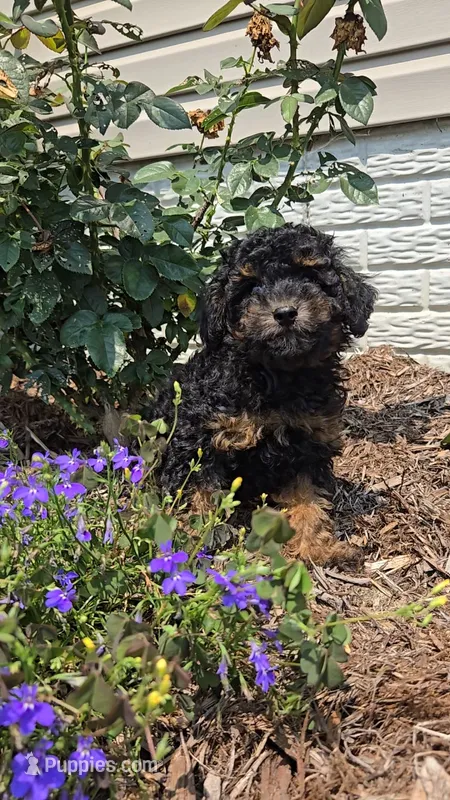 Peanut  – Poodle - Toy  puppy for sale in Newberry, IN