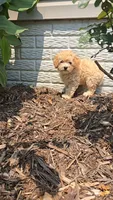 Piper, a female Poodle - Toy  for sale in Newberry, IN – 4 of 7